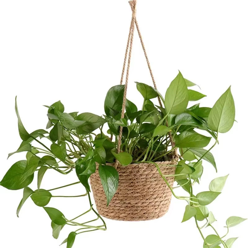 Hanging basket with green leaves on a white background